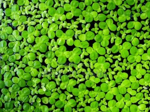 Fastest Azolla, Duckweed, Water Lettuce, Water Lily, Watercress