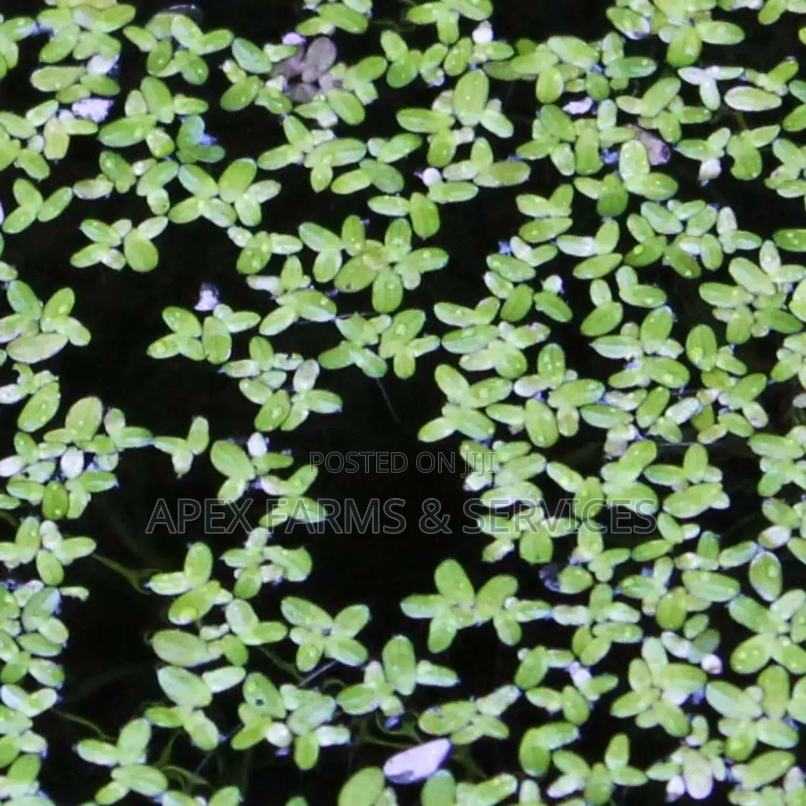 Fastest Azolla, Duckweed, Water Lettuce, Water Lily, Watercress