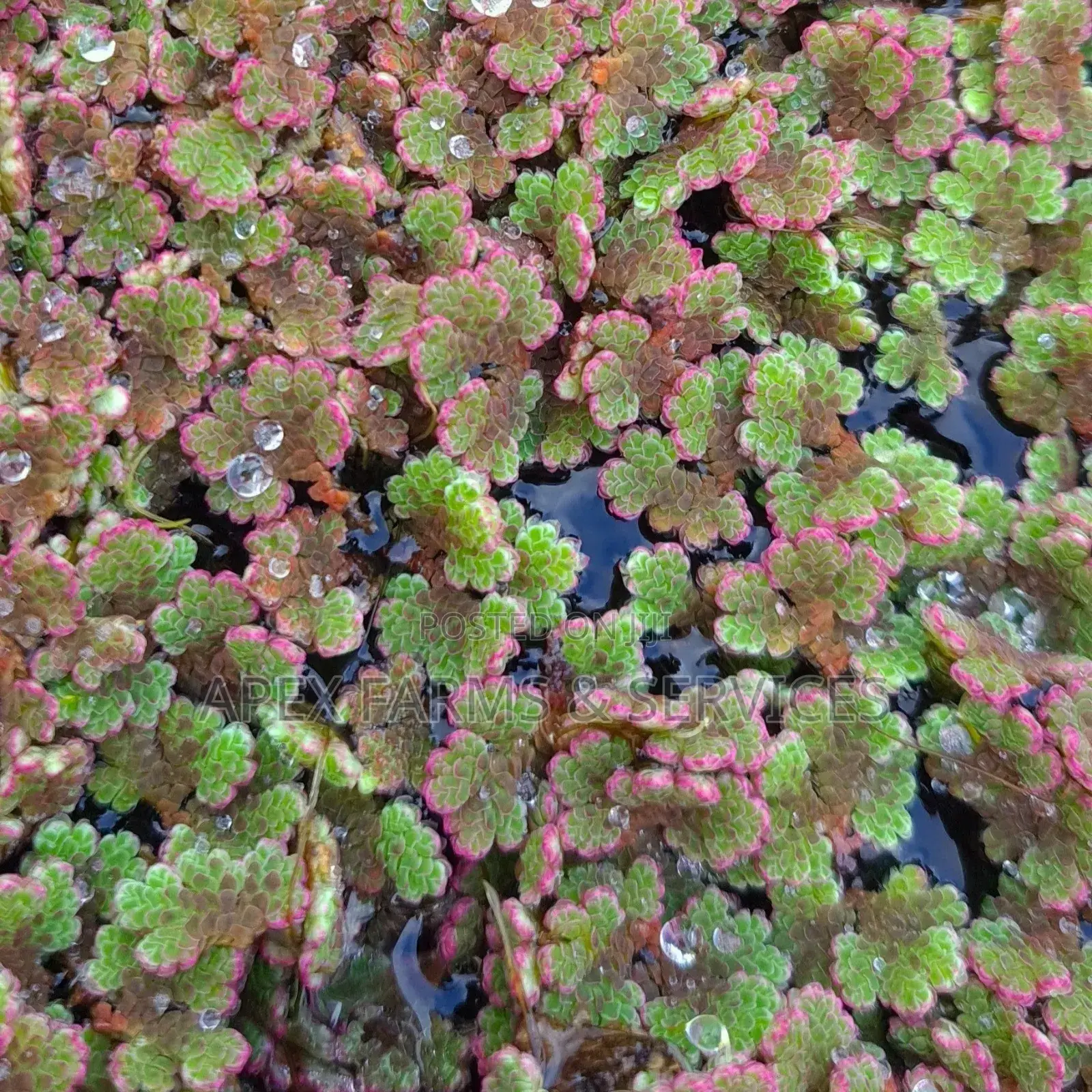 Fastest Azolla, Duckweed, Water Lettuce, Water Lily, Watercress