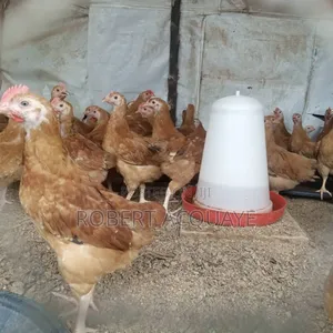 Month Old Chicks