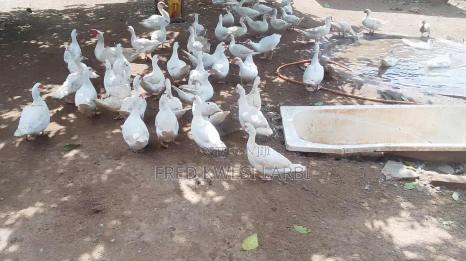 Muscovy Ducks for Sale