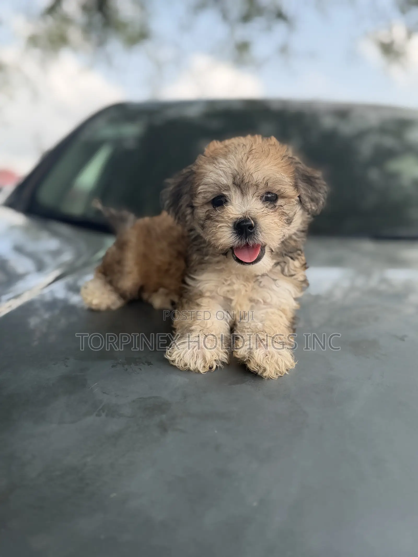 1-3 months Male Purebred Poodle
