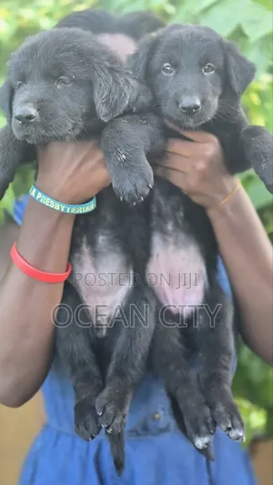 1-3 months Female Purebred German Shepherd