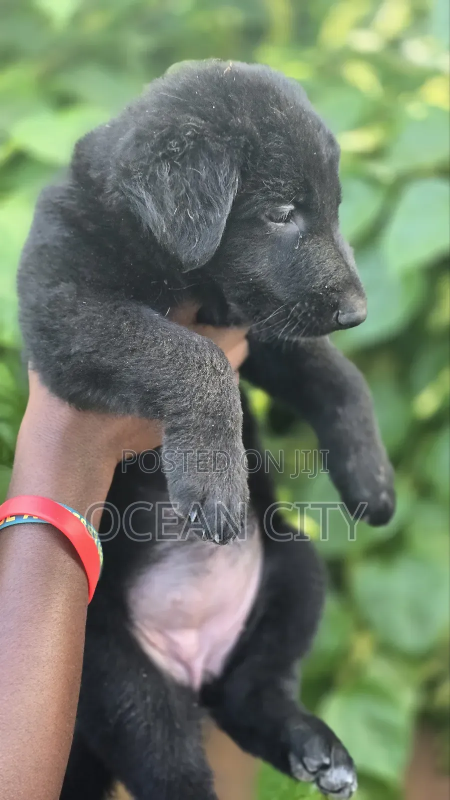 1-3 months Female Purebred German Shepherd