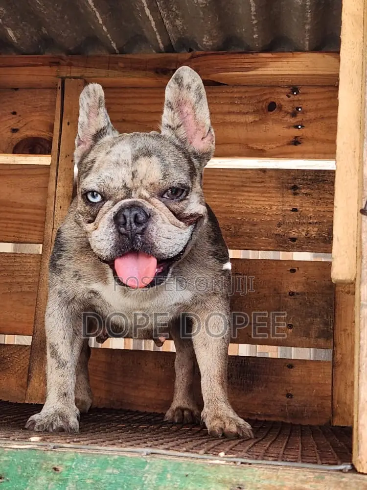 1+ year Female Purebred French Bulldog