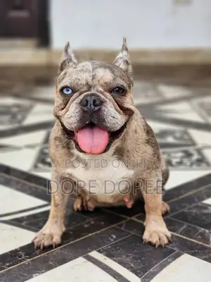 1+ year Female Purebred French Bulldog