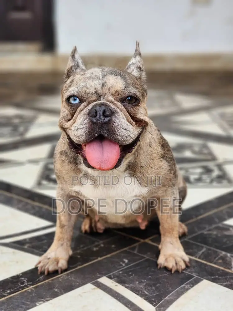 1+ year Female Purebred French Bulldog