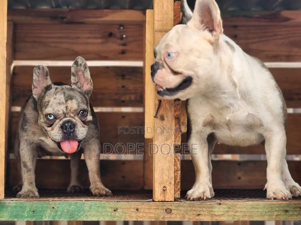 1+ year Female Purebred French Bulldog