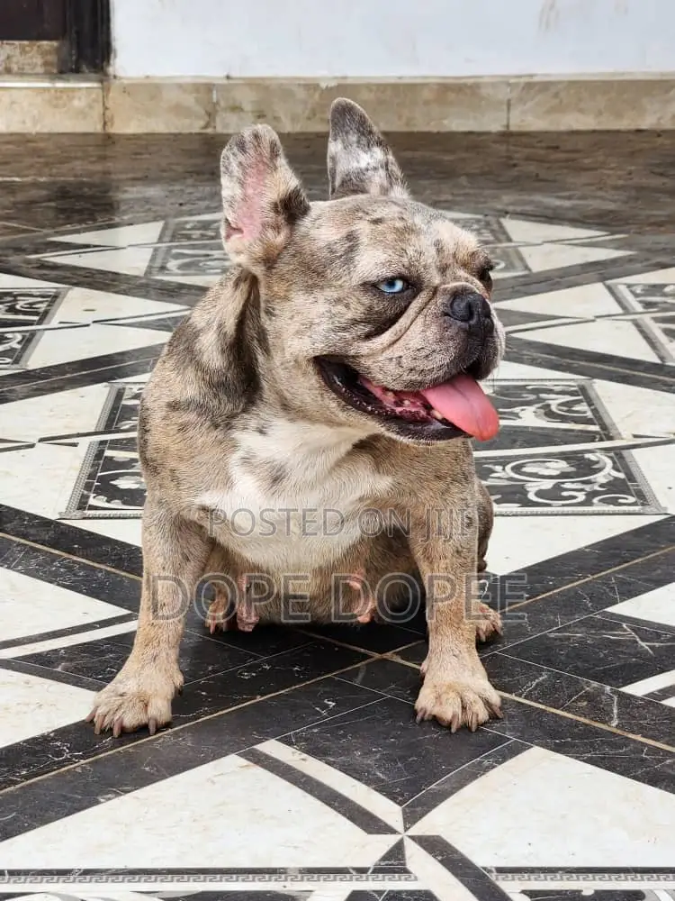 1+ year Female Purebred French Bulldog