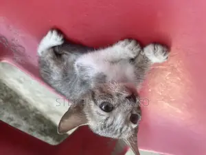 3-6 months Female Mixed Breed Egyptian Mau