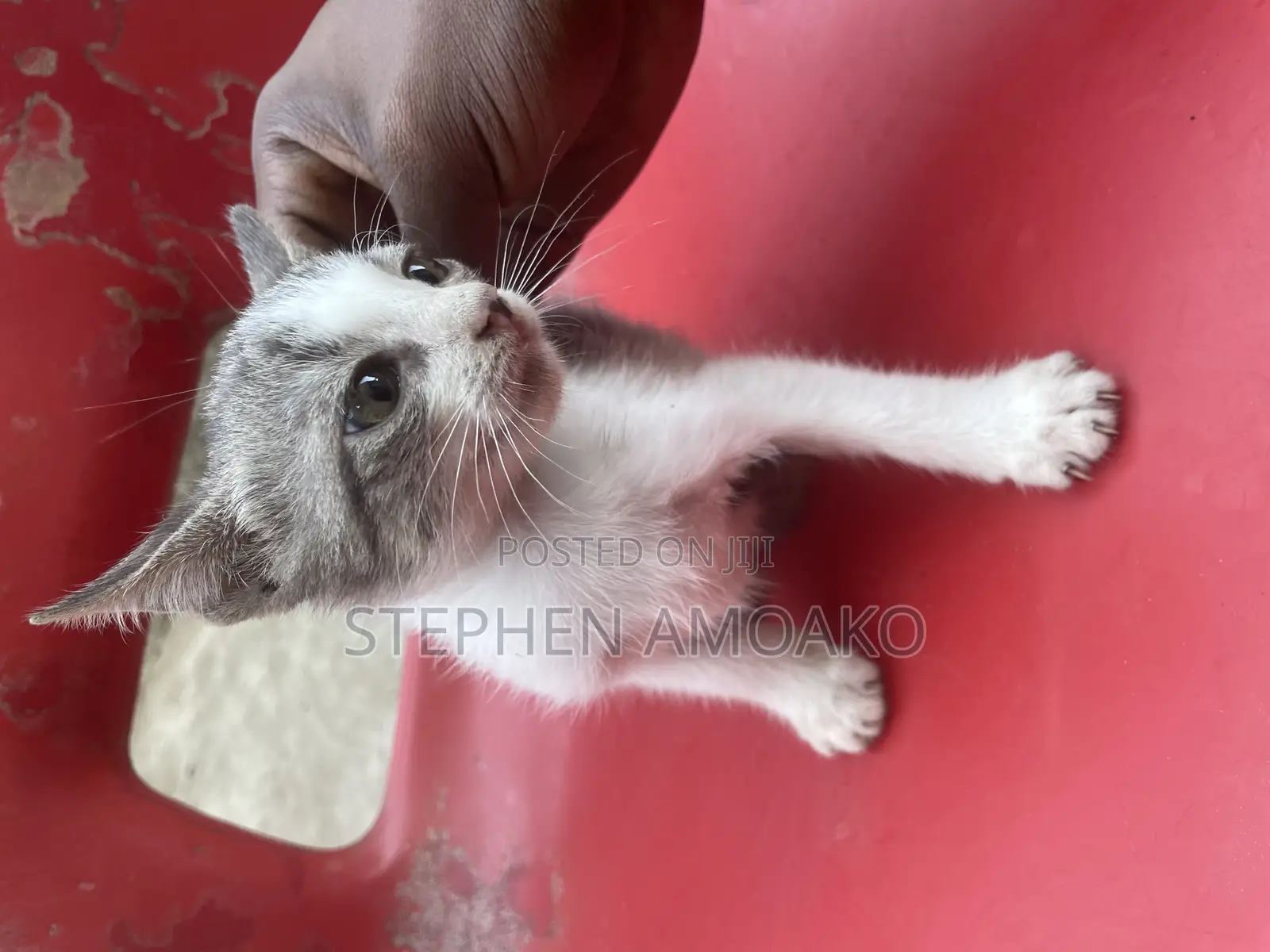 3-6 months Female Mixed Breed Egyptian Mau