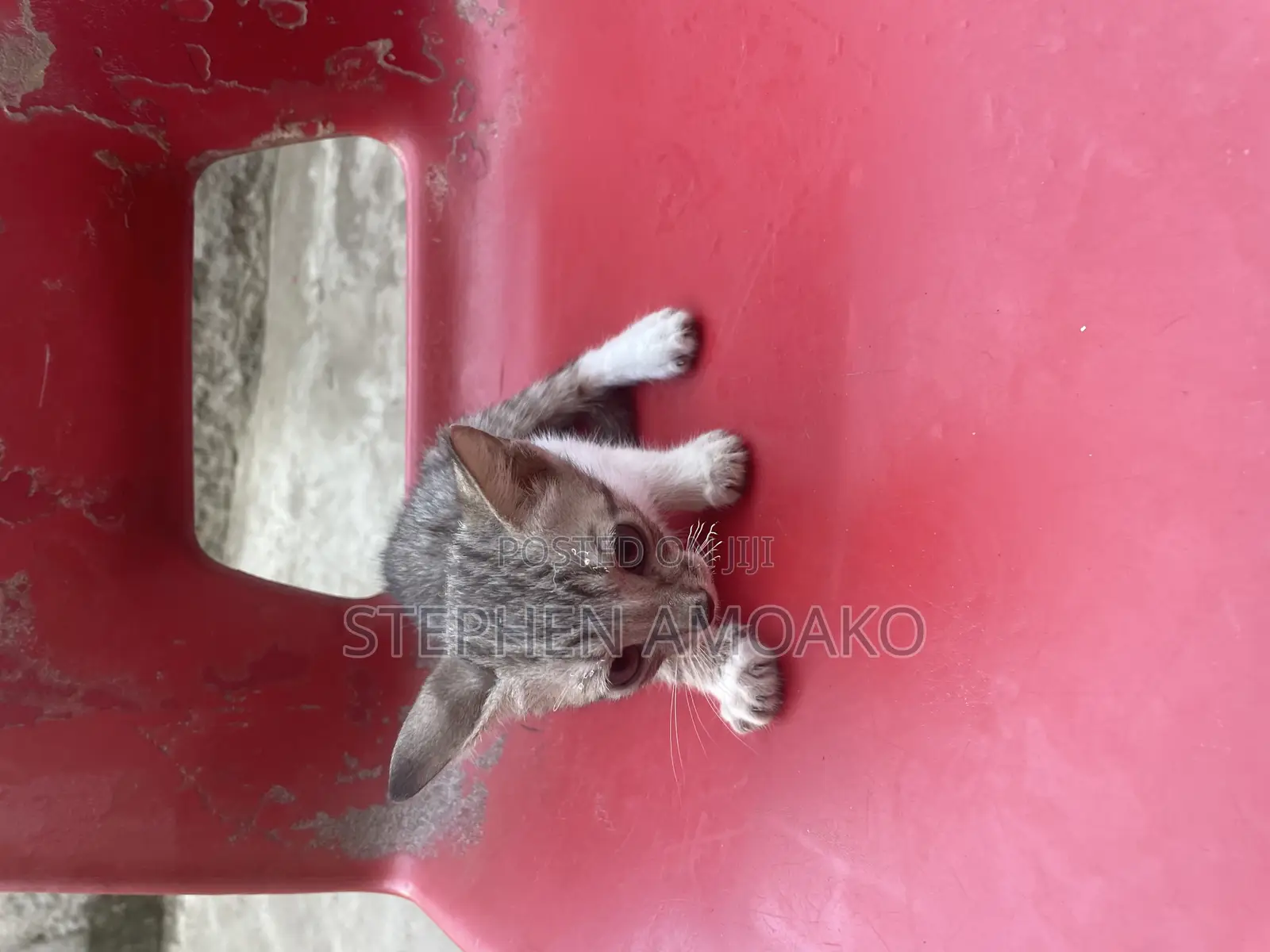 3-6 months Female Mixed Breed Egyptian Mau