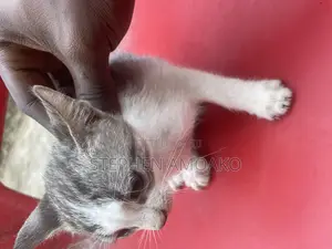 3-6 months Female Mixed Breed Egyptian Mau
