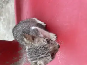 3-6 months Female Mixed Breed Egyptian Mau