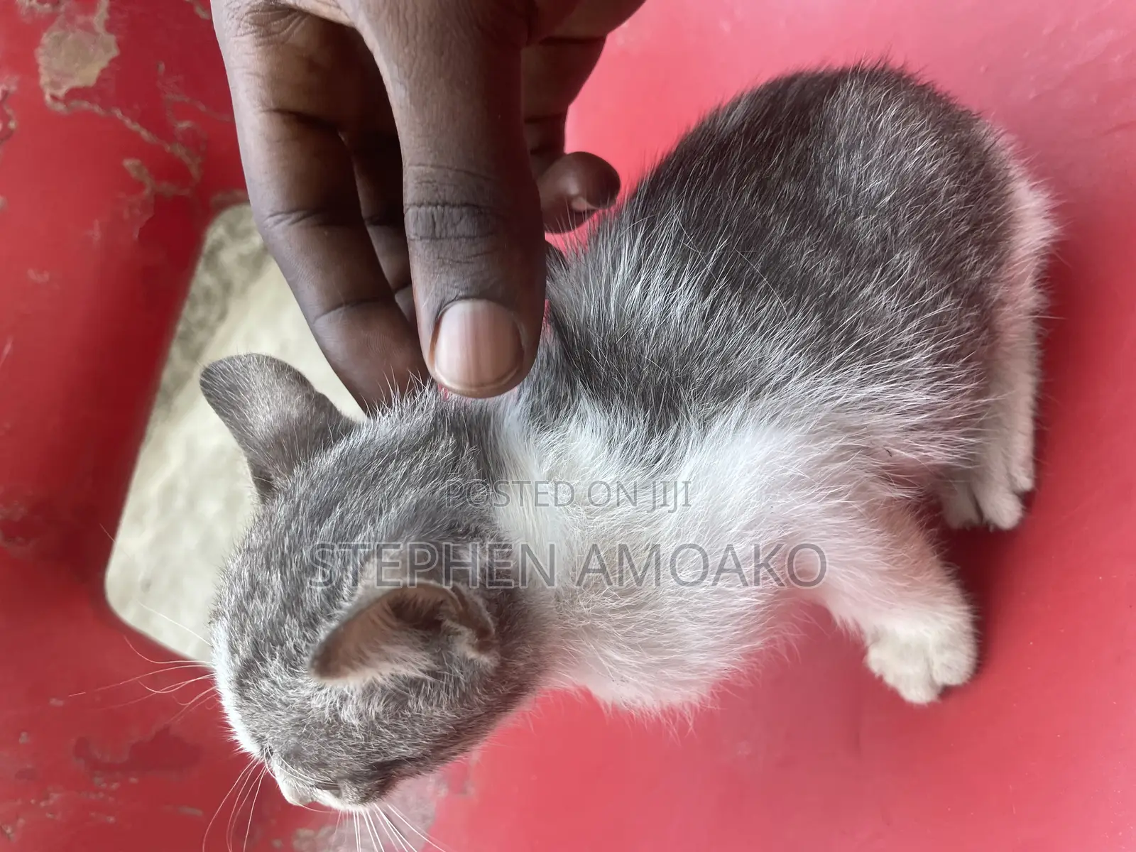 3-6 months Female Mixed Breed Egyptian Mau