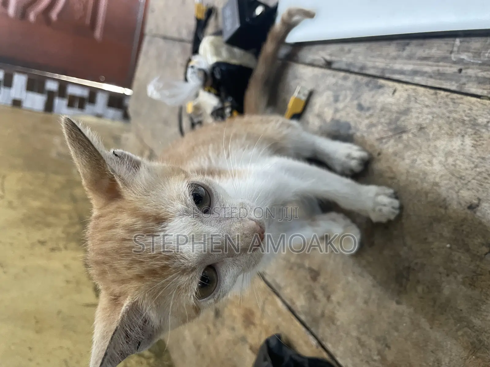 3-6 months Female Mixed Breed Cat