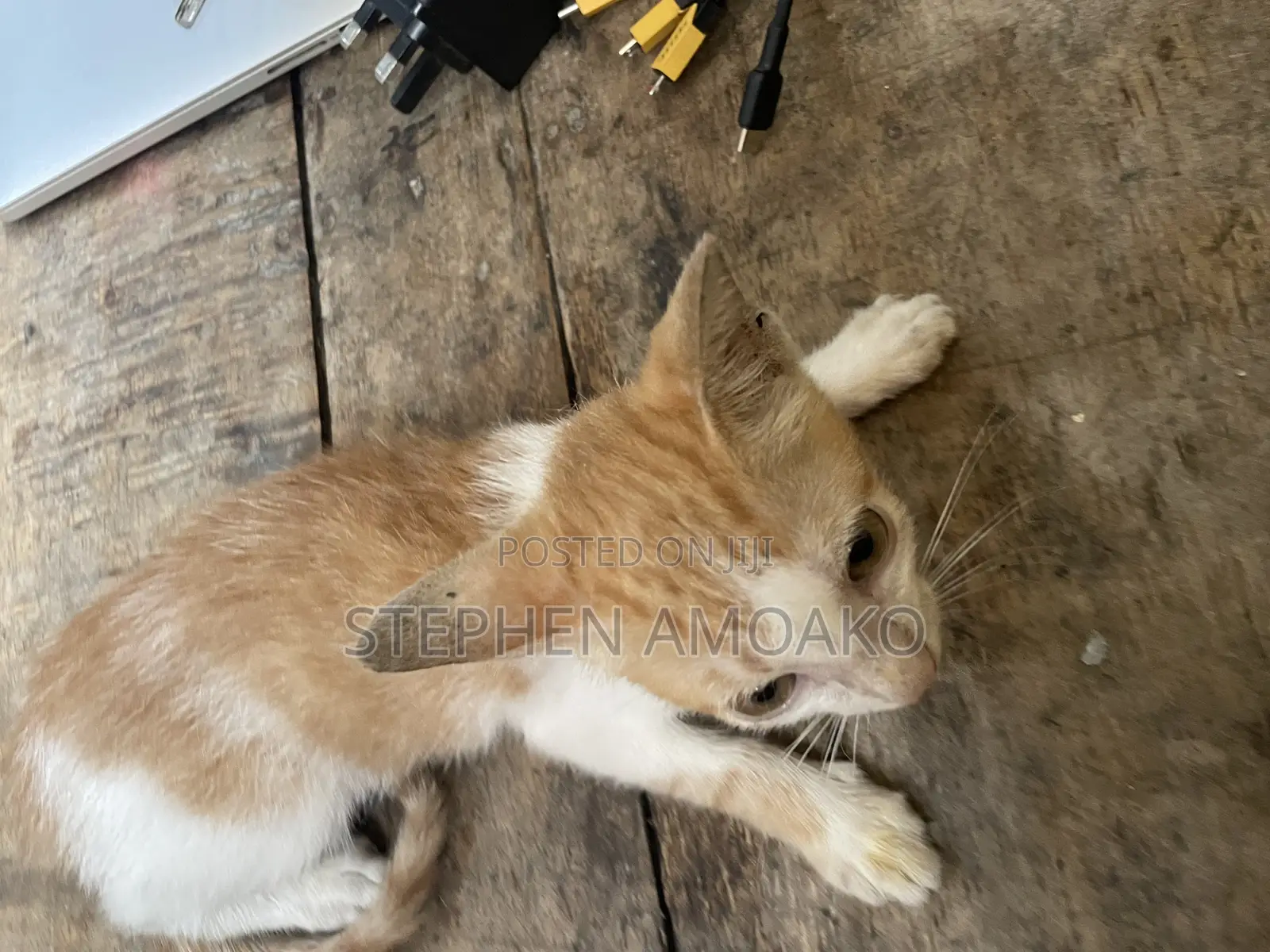 3-6 months Female Mixed Breed Cat