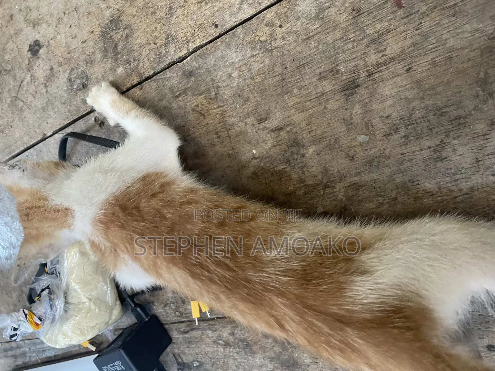 3-6 months Female Mixed Breed Cat