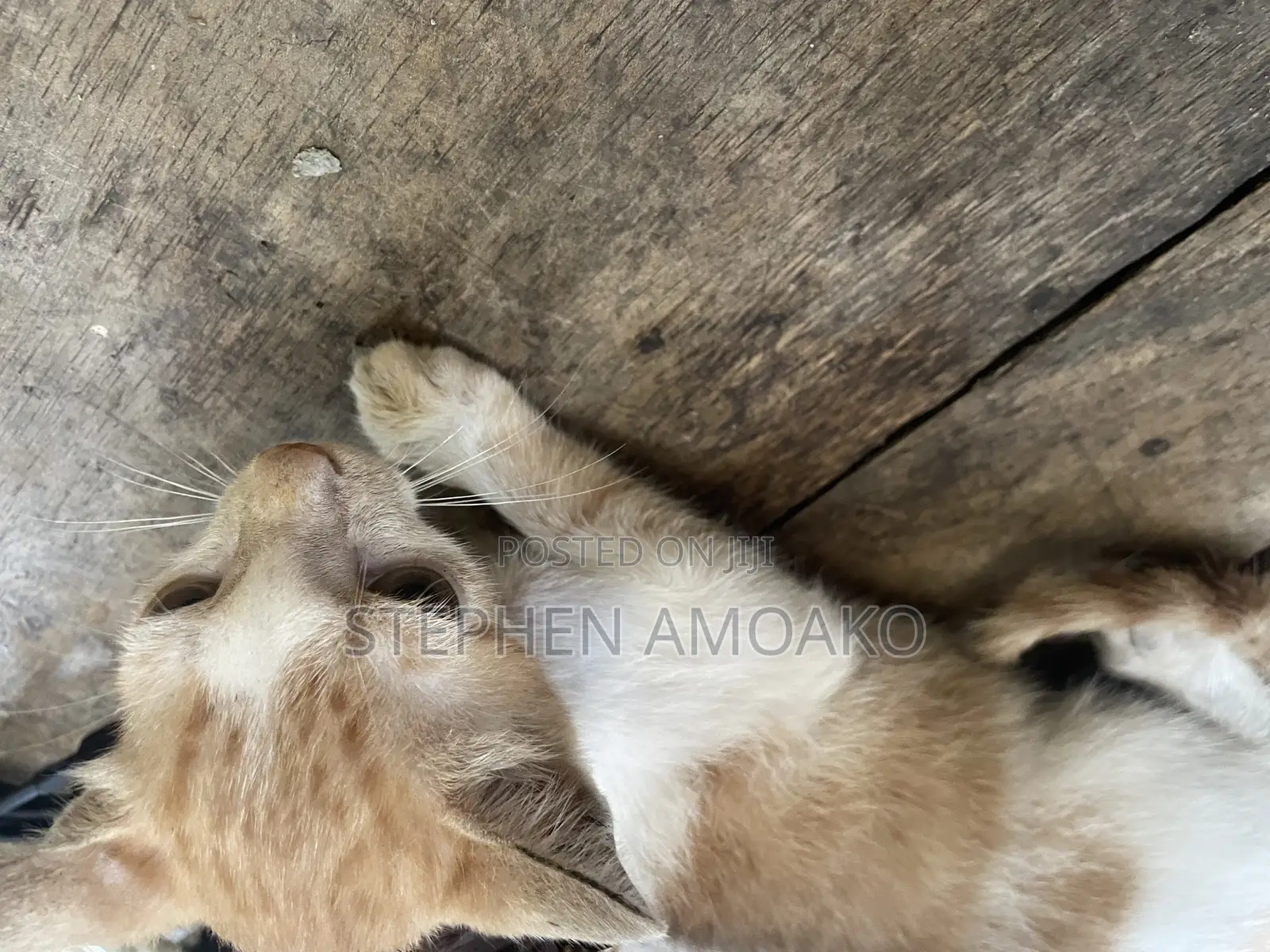 3-6 months Female Mixed Breed Cat