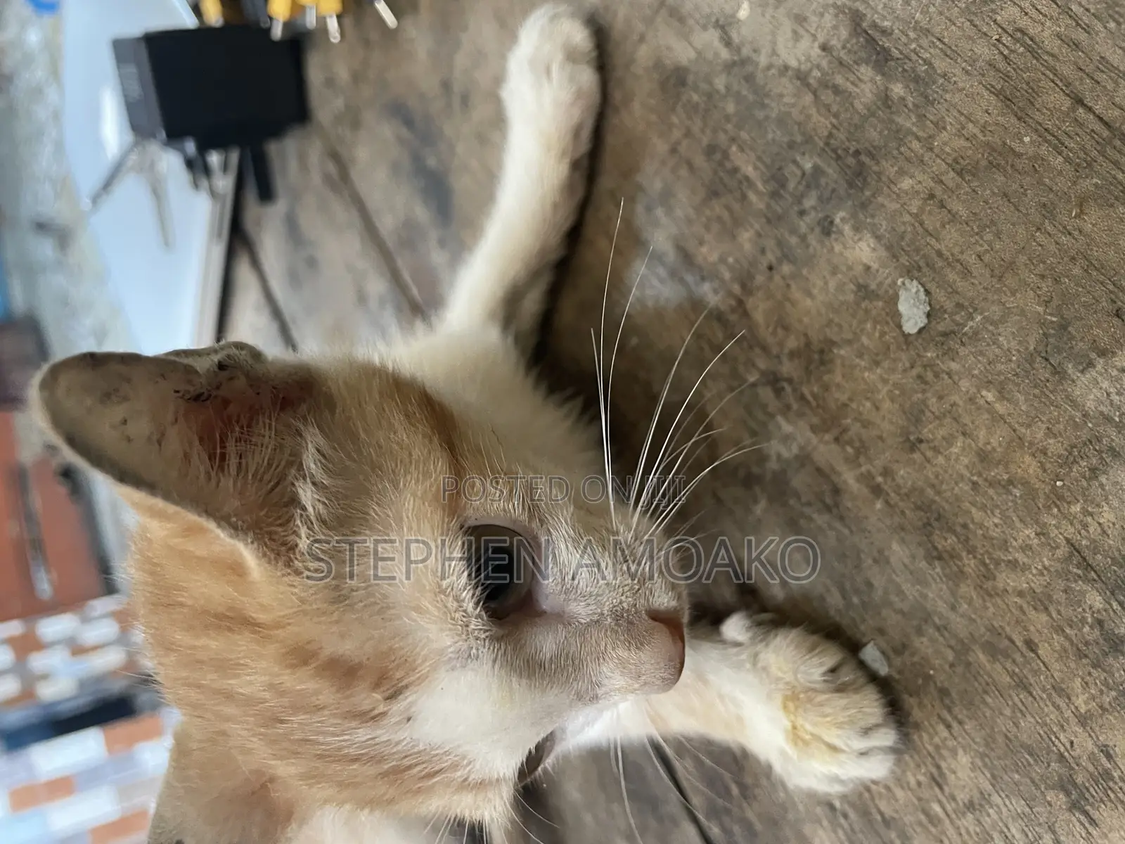 3-6 months Female Mixed Breed Cat