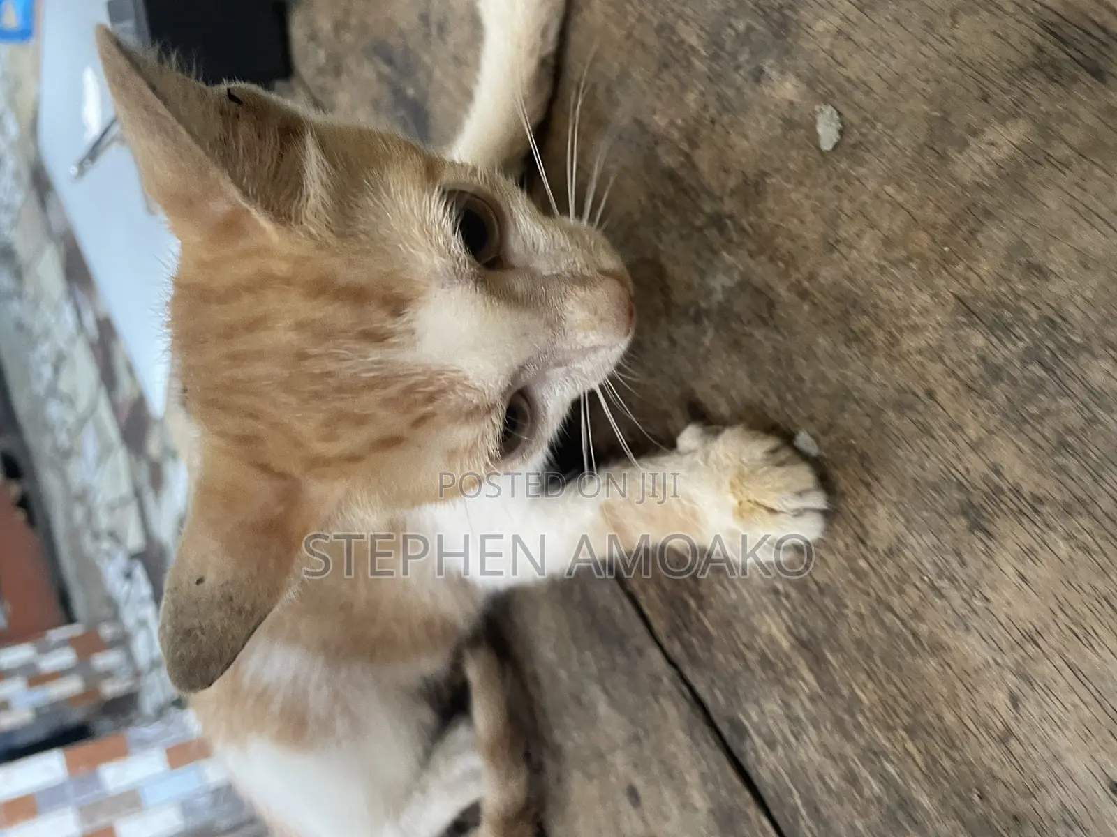 3-6 months Female Mixed Breed Cat