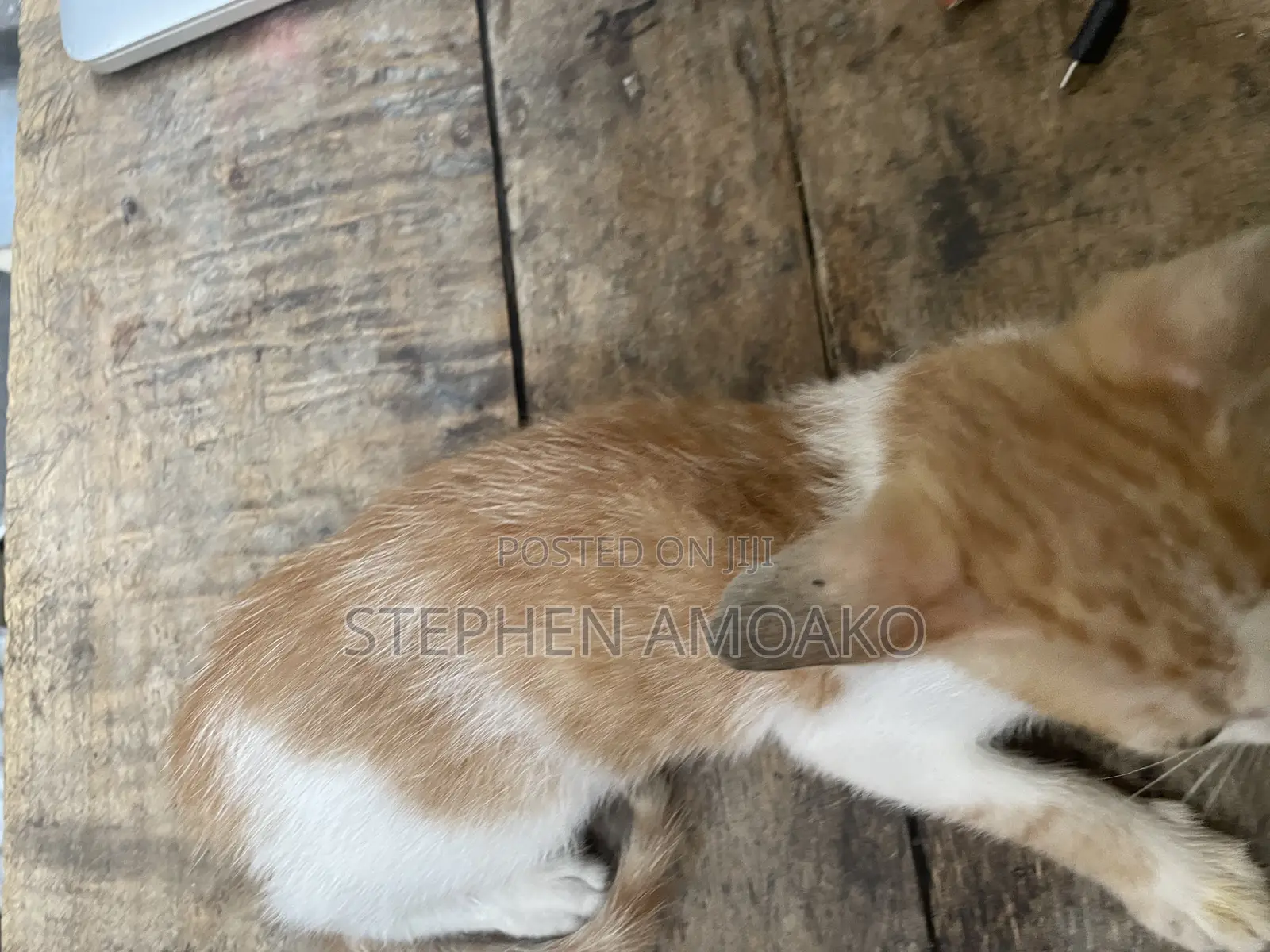 3-6 months Female Mixed Breed Cat