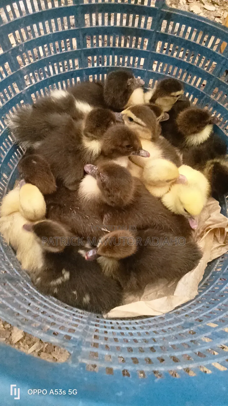 Muscovy Ducks For Sale