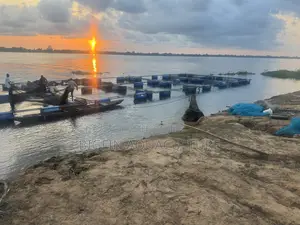 Floating Tilapia and Catfish Cages
