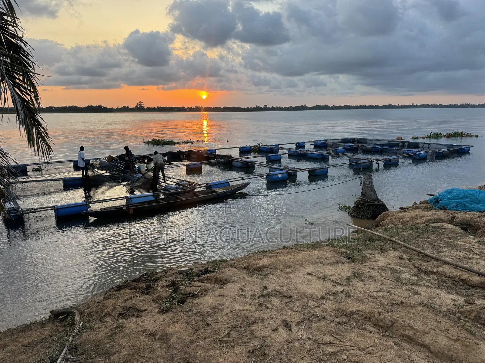 Floating Tilapia and Catfish Cages