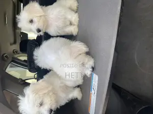 1-3 months Male Purebred Poodle