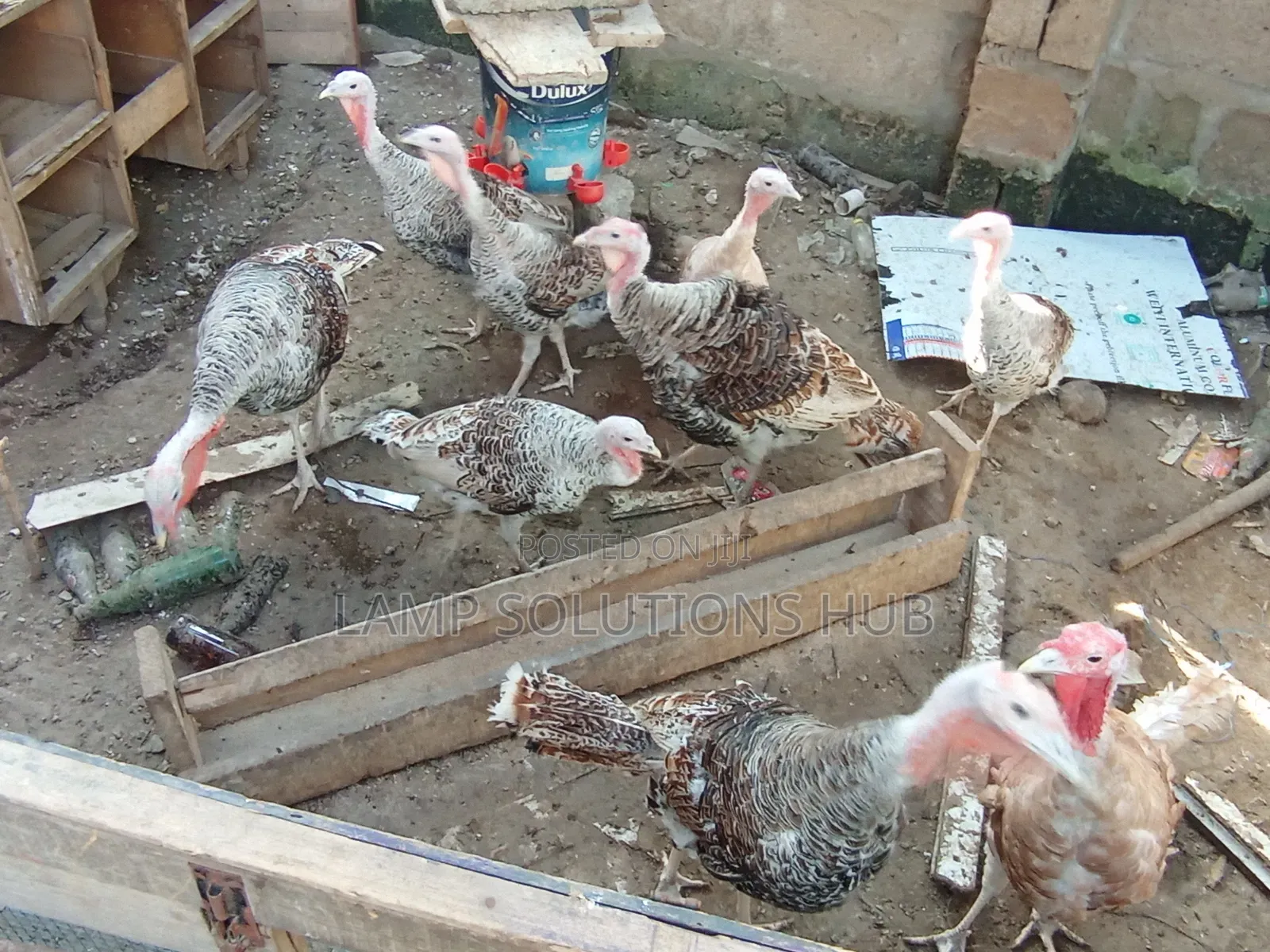 Point of Lay Turkey