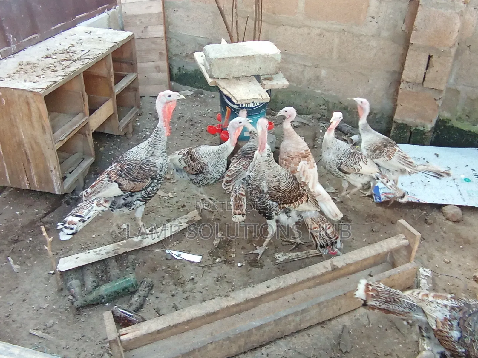 Point of Lay Turkey