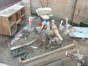 Point of Lay Turkey