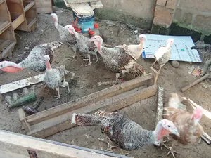 Point of Lay Turkey