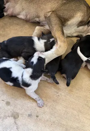 0-1 month Male Purebred Dog