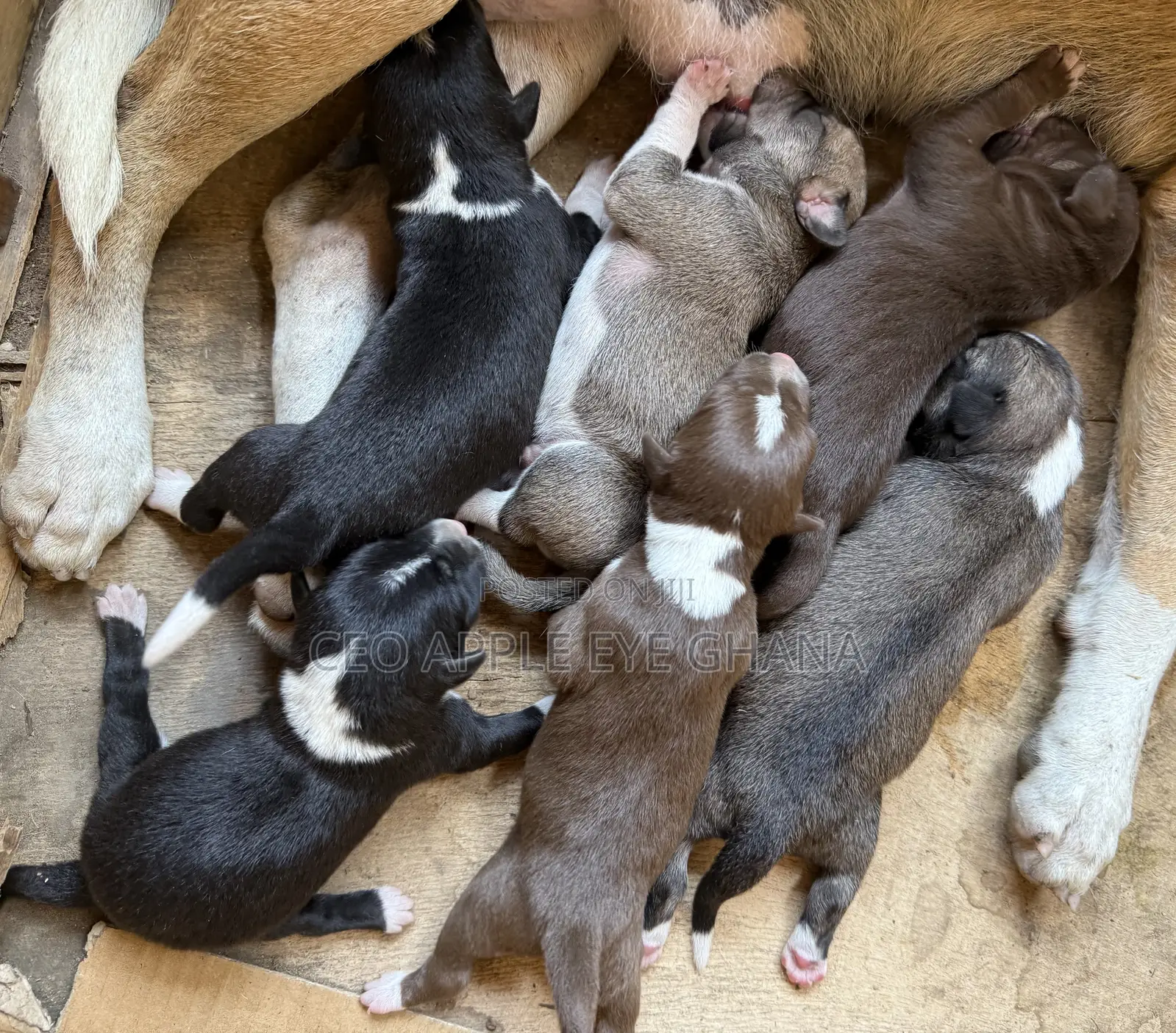 0-1 month Male Purebred Dog