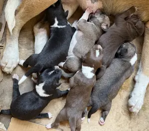 0-1 month Male Purebred Dog