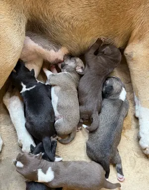 0-1 month Male Purebred Dog