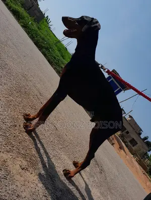 1+ year Male Purebred Doberman Pinscher