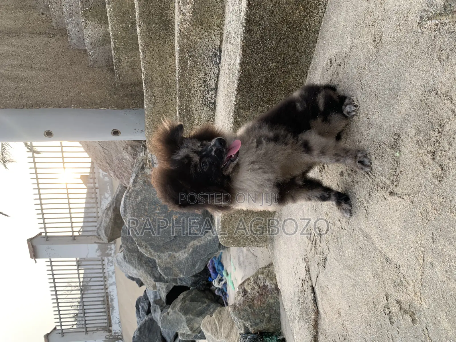 3-6 months Male Purebred Pomeranian