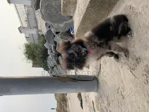 3-6 months Male Purebred Pomeranian