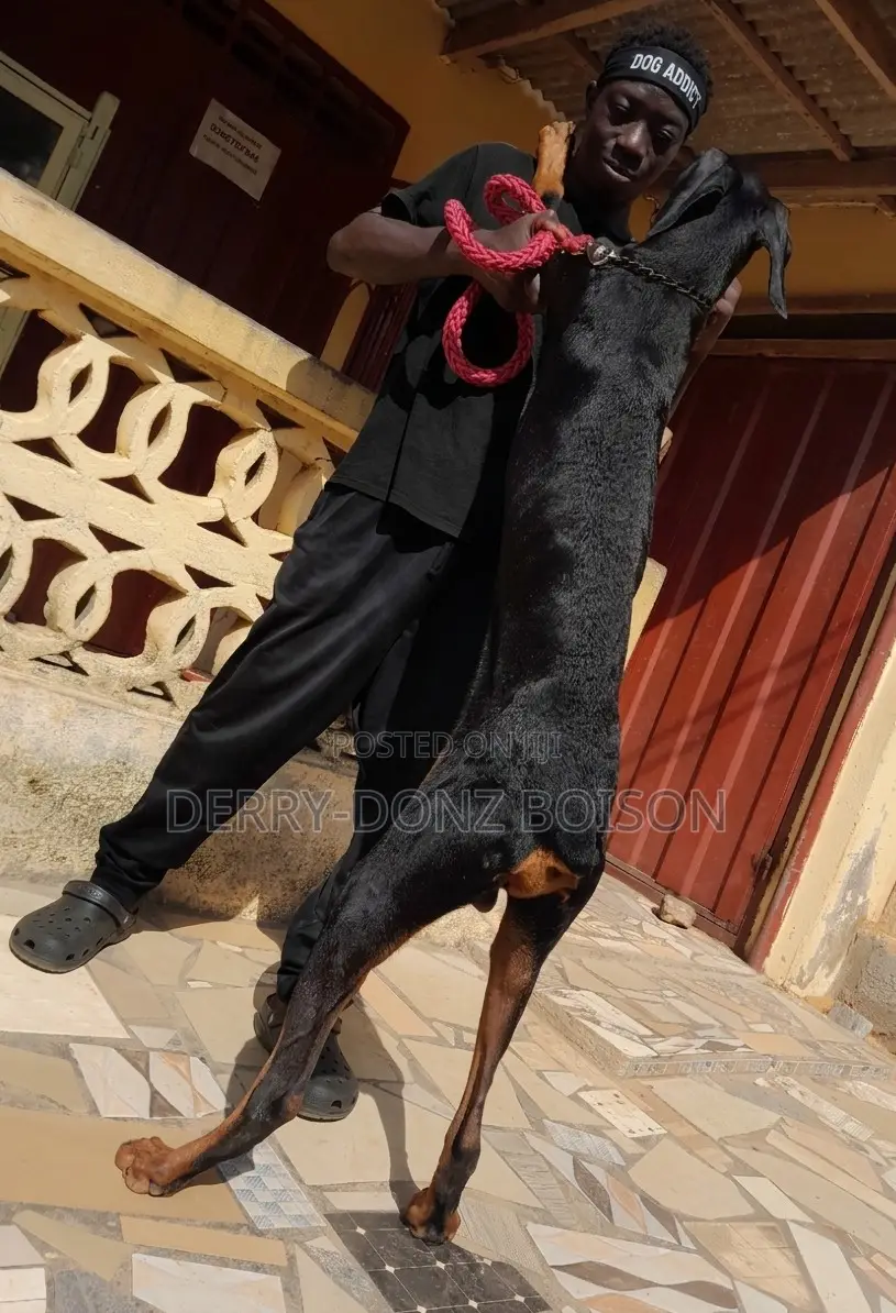 1+ year Male Purebred Doberman Pinscher