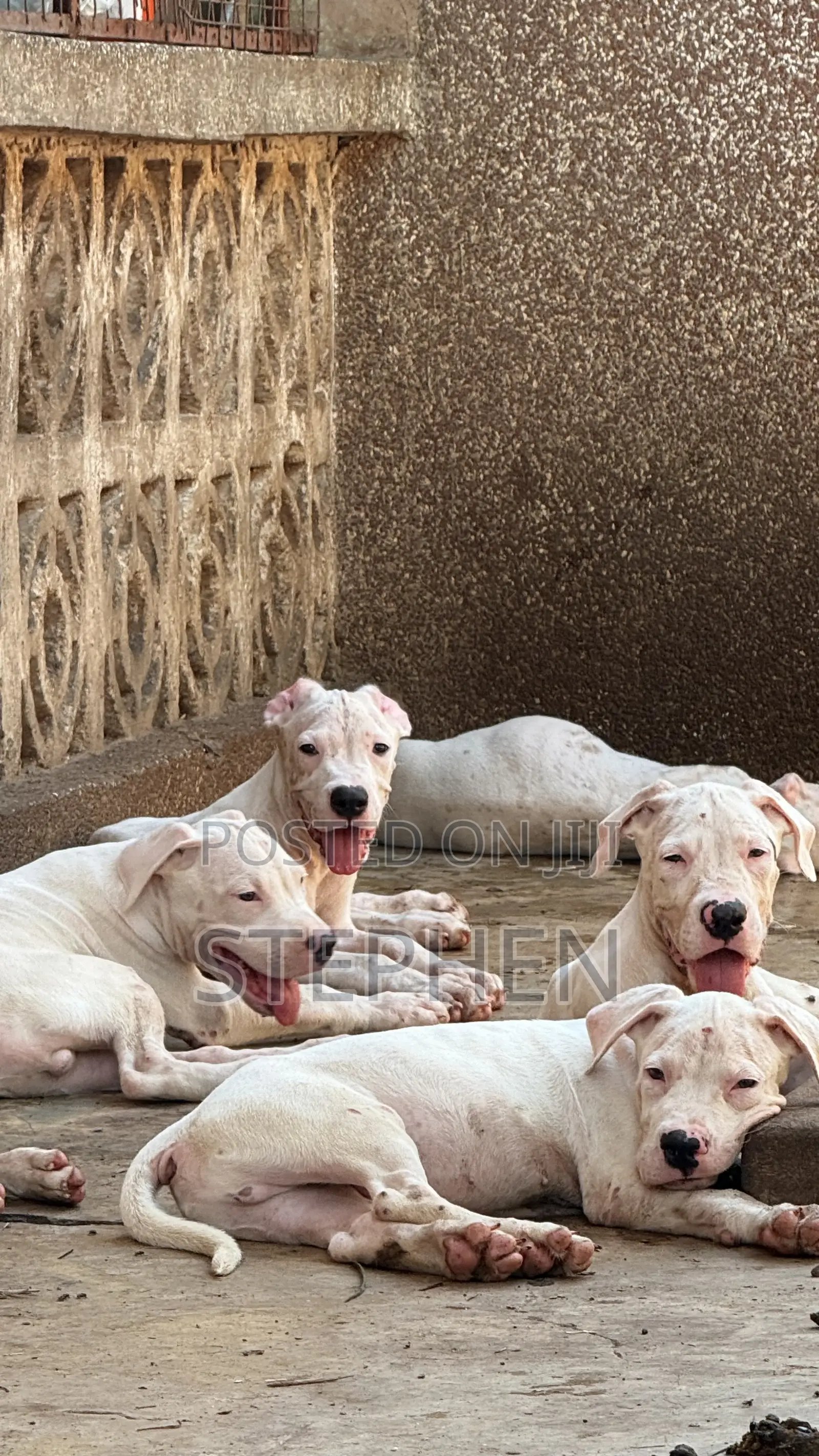1-3 months Male Purebred Dogo Argentino
