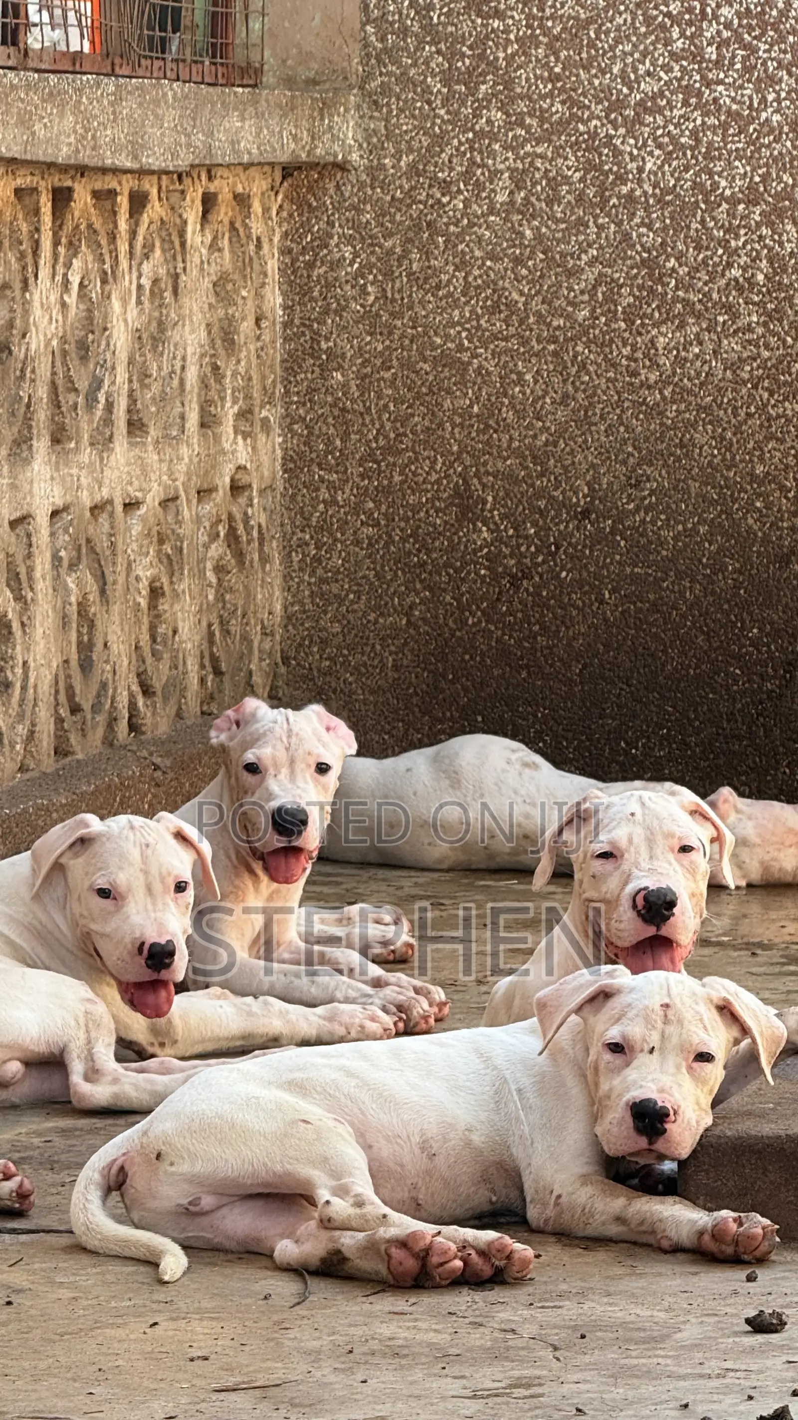 1-3 months Male Purebred Dogo Argentino