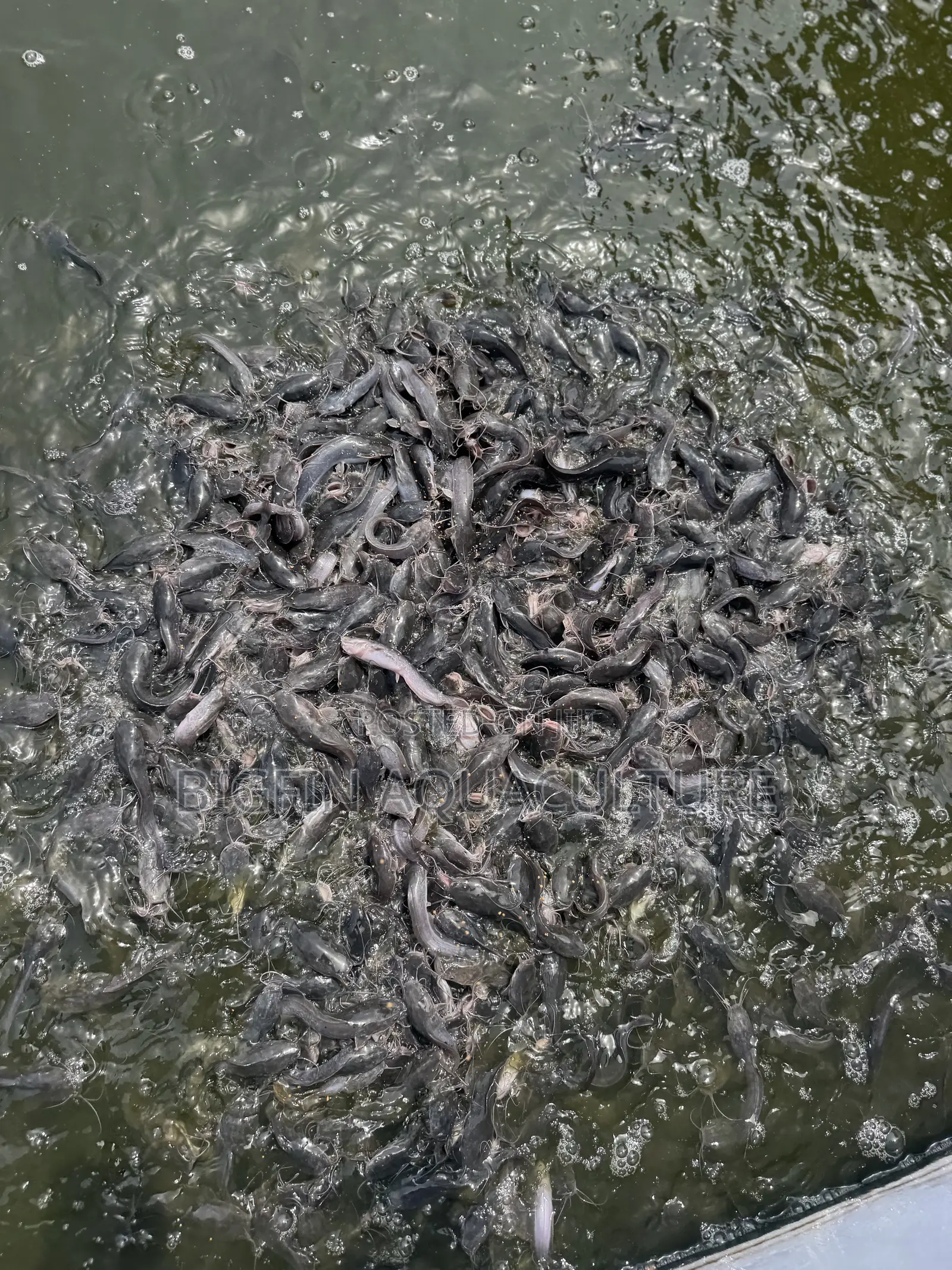 Catfish Jumbo
