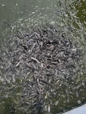 Catfish Jumbo