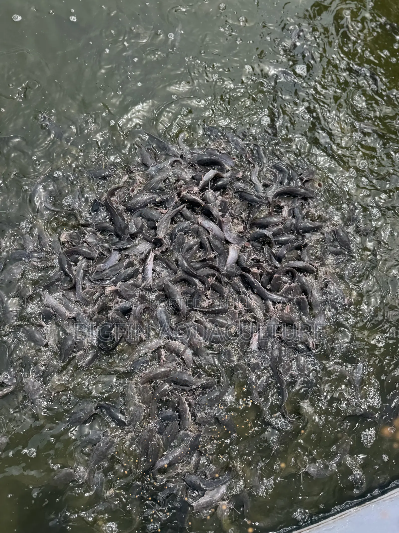Catfish Jumbo
