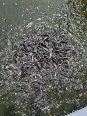 Catfish Jumbo