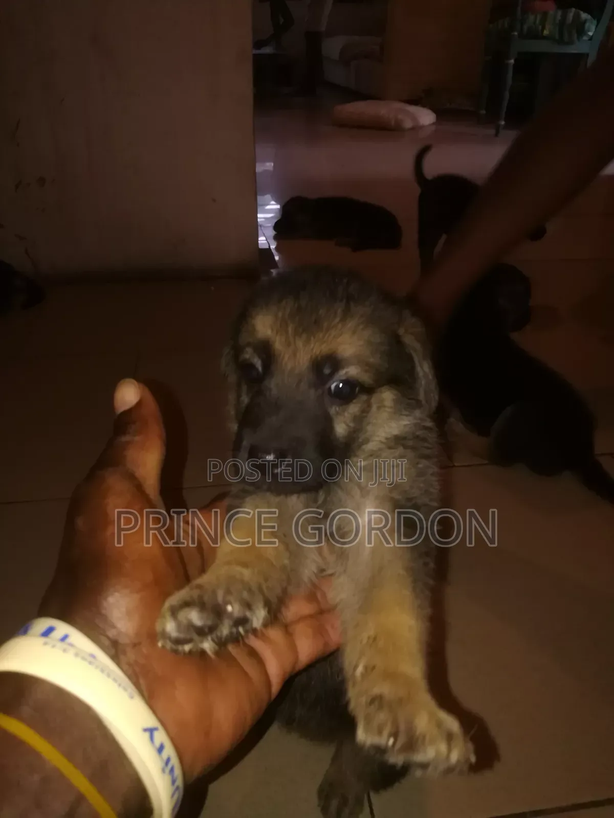 1-3 months Male Purebred German Shepherd