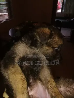 1-3 months Male Purebred German Shepherd